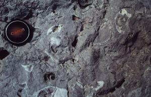 1976.05.12 Galagonone jurassique fossilifère